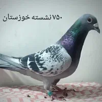 کبوتر مسافتی نشسته و شناسنامه دار|پرنده|سمنان, |دیوار