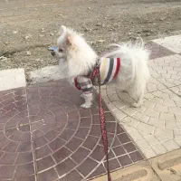 توله پامر روباهی