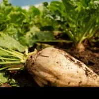 چغندر توافقی