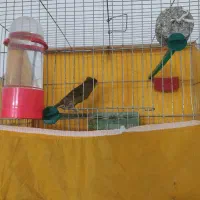 قناری نر|پرنده|خمینی‌شهر, |دیوار