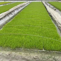 فروش تیم نشا