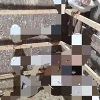کبوتر