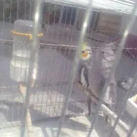 جفت وایت طوسی