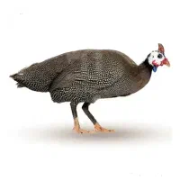 فروش مرغ شاخ دار