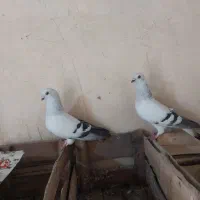 کبوتر شامی