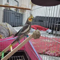 عروس هلندی گمشده