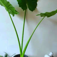 گل بابا ادم استوایی تنه سبز|گل و گیاه طبیعی|تهران, کوهسار|دیوار