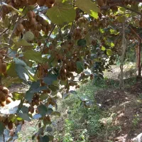 کیوی ریز دوقلوبه فروش میرسد