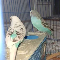 مرغ عشق|پرنده|مرودشت, تخت جمشید|دیوار