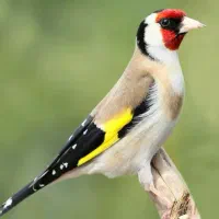 سهره