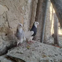 طوقی|پرنده|دهدشت, |دیوار