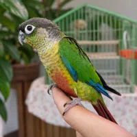 جوجه گرینچیک با قفس (معاوضه یا فروش)