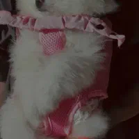 سگ فنجونی|سگ|بندرلنگه, |دیوار