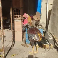 خروس لاری|حیوانات مزرعه|رامیان, |دیوار