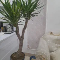 یوکا تنه قوی درختی