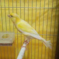 قناری نر|پرنده|اردبیل, |دیوار