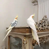 ۲جفت عروس هلندی اهلی