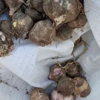 سیر قرمز|عمده‌فروشی|اشتهارد, |دیوار