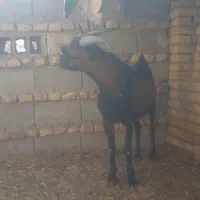 کره نر آلپاین|حیوانات مزرعه|یزد, |دیوار