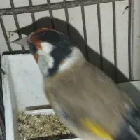 سهره چهار گل|پرنده|بهارستان, |دیوار