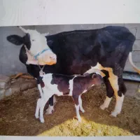 یک گاو با گوساله