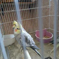عروس هلندی