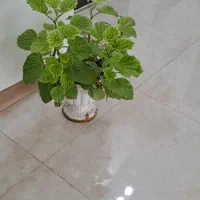 تعدادی گل شاداب