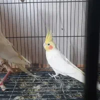 عروس هلندی سرحال و سالم