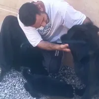 نگهبان فول|سگ|رشت, گلباغ نماز|دیوار