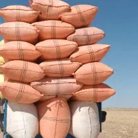 کاه دیم