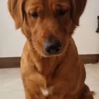 سگ گلدن رتریور دارچینی ماده بالغ