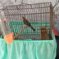 فروش جوجه سره قناری