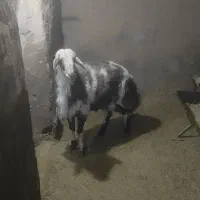 بره قوچ‌پلنگی|حیوانات مزرعه|کوهپایه, |دیوار