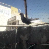 ماده دم سفید زیروروبالا درجه۱
