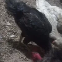 مرغ‌کرچ