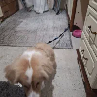 اشپیتز پامینر