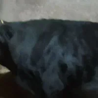 گاو شیری|حیوانات مزرعه|بروجرد, |دیوار