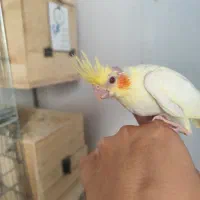 جوجه عروس هلندی لوتینو