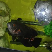 اکواریوم ماهی اسکار  و لوازم|ماهی|چهاردانگه (تهران), |دیوار