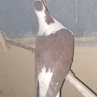 کبوتر|پرنده|خاش, |دیوار