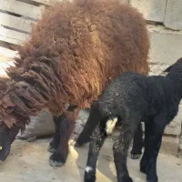 گوسفند مطفل با بره ماده یک ماهه|حیوانات مزرعه|بندر ماهشهر, |دیوار