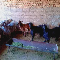 فروش کهره چبش و سه بز