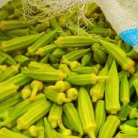 طو بامیه