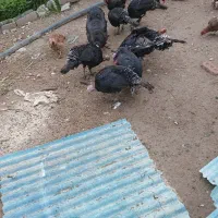 بوقلمون