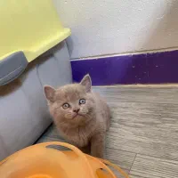 بچه گربه های بریتیش اصیل رنگ لیلاک|گربه|شیراز, شهرک سراج‎|دیوار