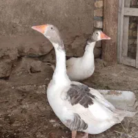 دو جفت غاز|حیوانات مزرعه|معصومیه, |دیوار