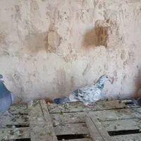 بزک سیاه پلاکی|پرنده|حمیدیا, |دیوار