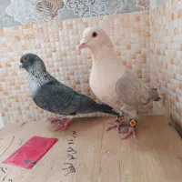 کبوتر موشی نقره ای طلایی