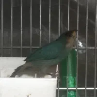 فنچ طوطی وار سر نارنجی و فنچ گلدین|پرنده|تهران, امین حضور|دیوار