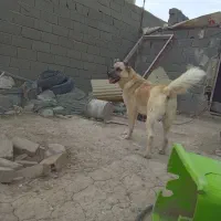 سگ سرابی ۱۱ماه